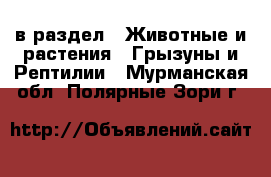  в раздел : Животные и растения » Грызуны и Рептилии . Мурманская обл.,Полярные Зори г.
